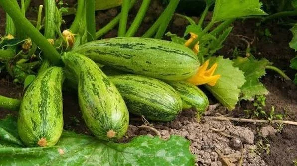 Late-Summer Perennial Care and Division