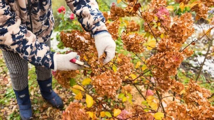 September Pruning Guide: Transitioning to Fall
