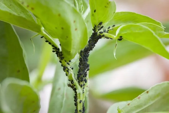 Pest Watch: Managing Late-Summer Insects Naturally