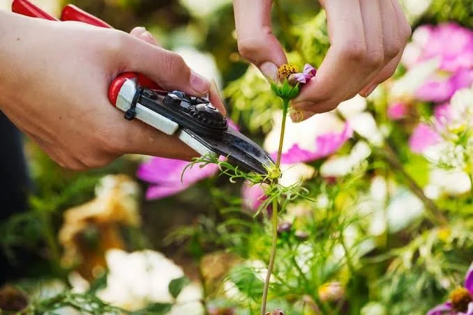 Deadheading for a Strong Fall Bloom