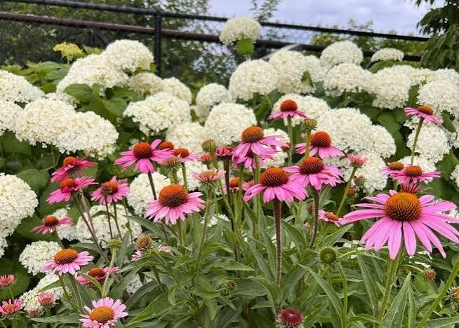 Designing with Late Summer Color in Rye