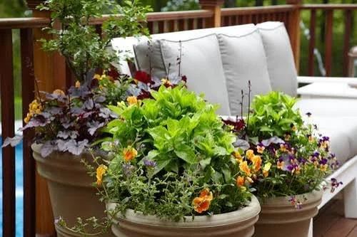 Container Refresh: Adding Fall Accents to Summer Pots in Exeter