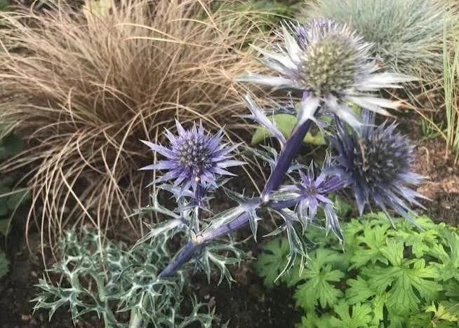September Garden To Do List for Hampton and the Seacoast