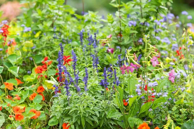 Planting Fall Perennials for Next Year's Color in Portsmouth