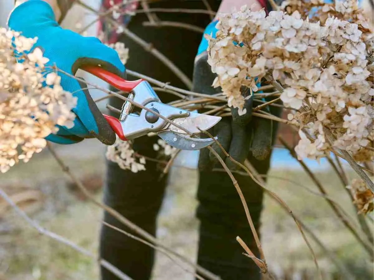 Late Season Guidelines for Panicle and Smooth Hydrangeas
