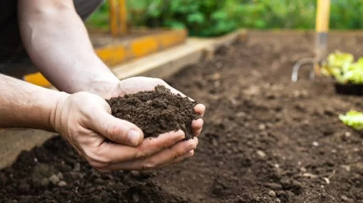 Reading Your Soil Before You Refresh