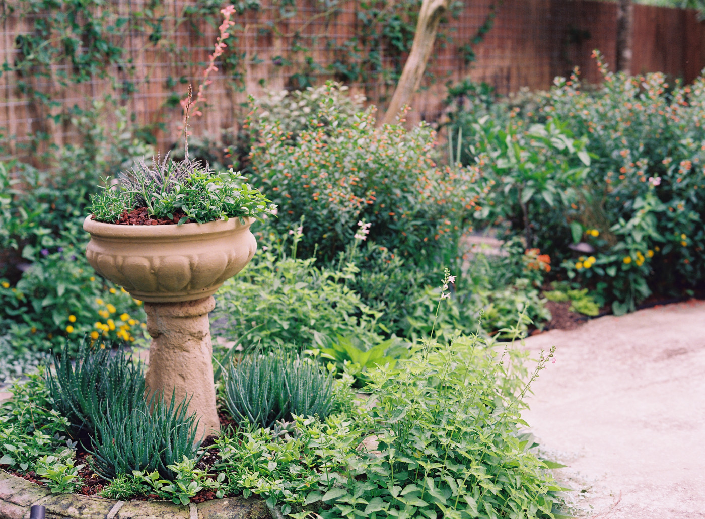 Designing for Continuous Bloom