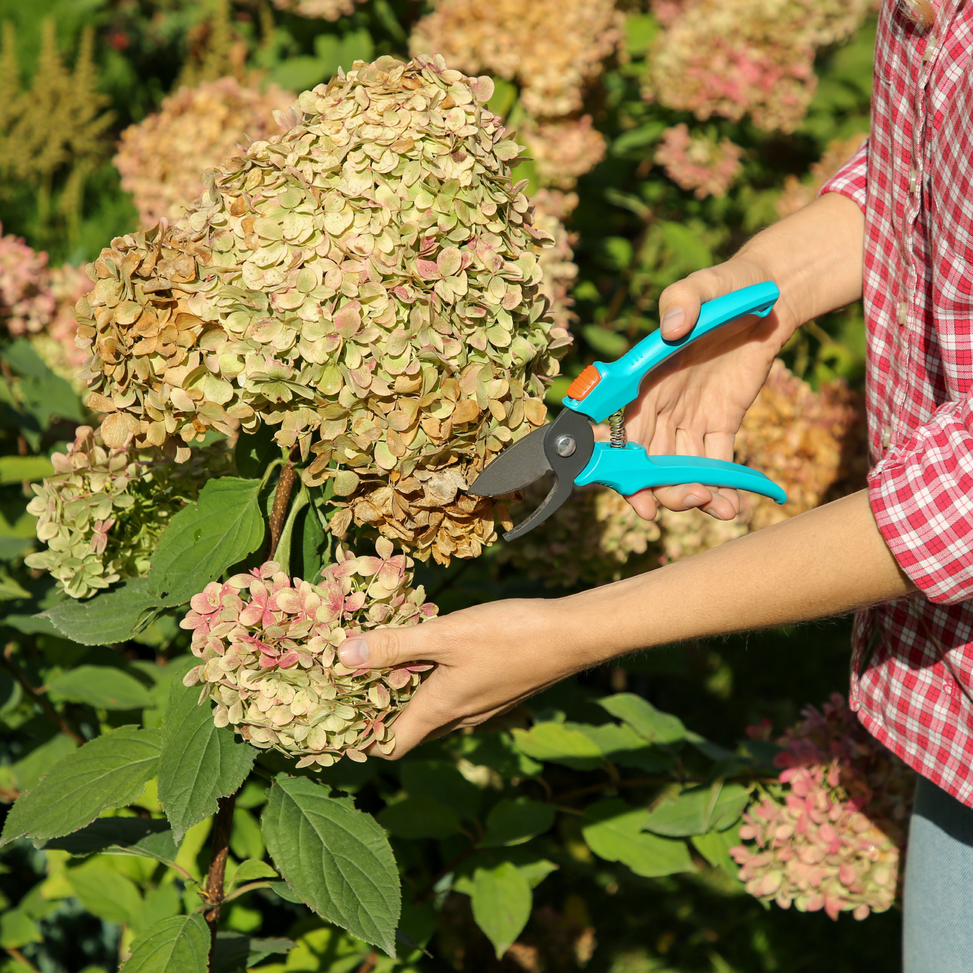 Pruning Hydrangeas for Reliable Blooms | NH Seacoast
