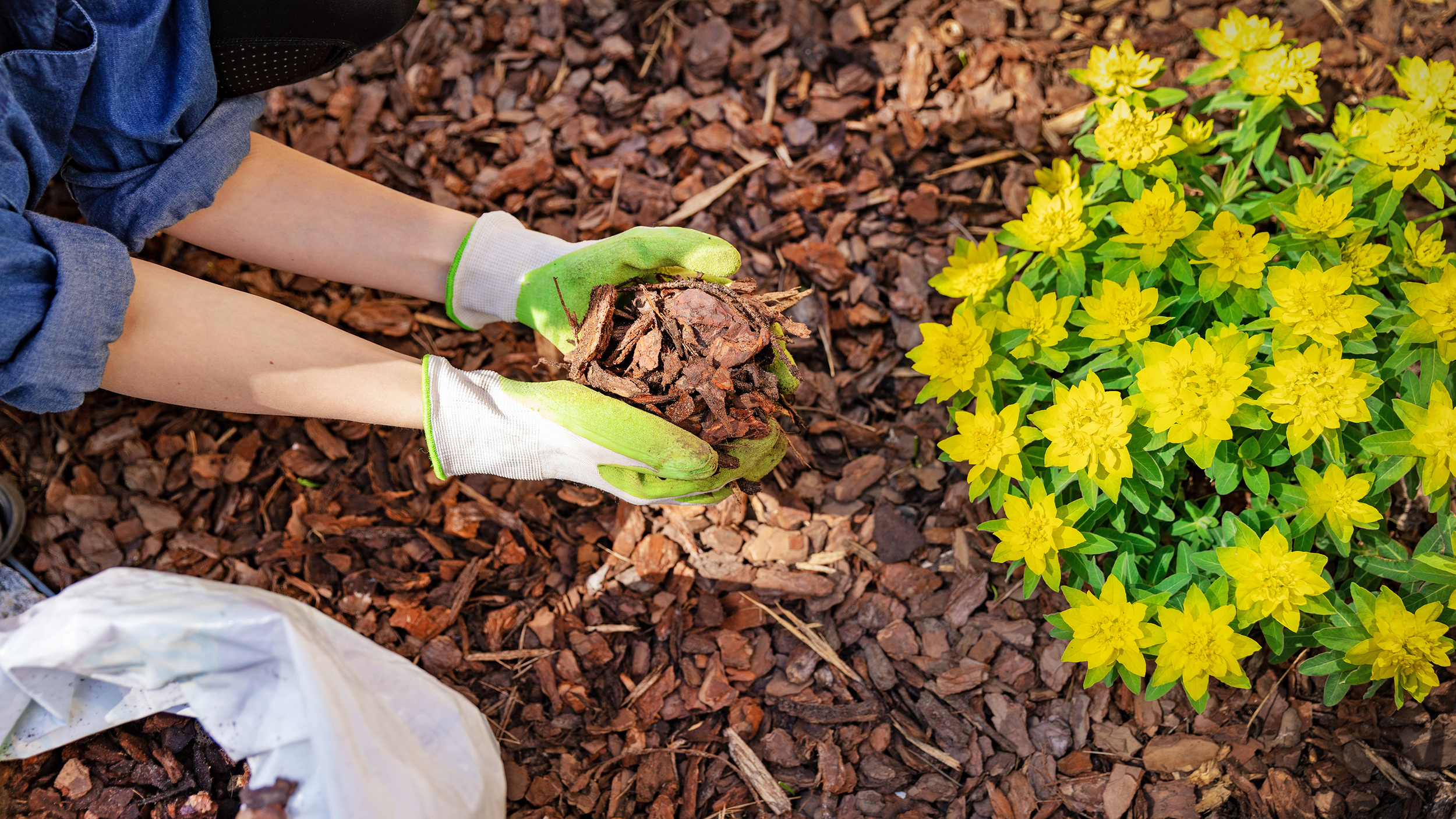 What Mulch Does (and What It Does Not Do)