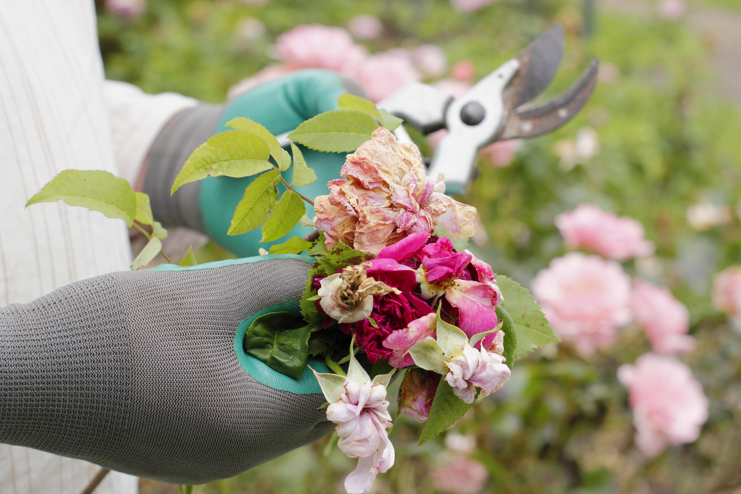 Deadheading for More Blooms