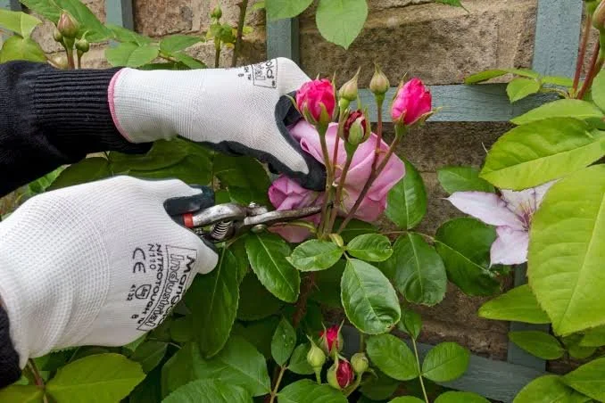 Reviving Tired Annuals: How to Bring Color Back in August