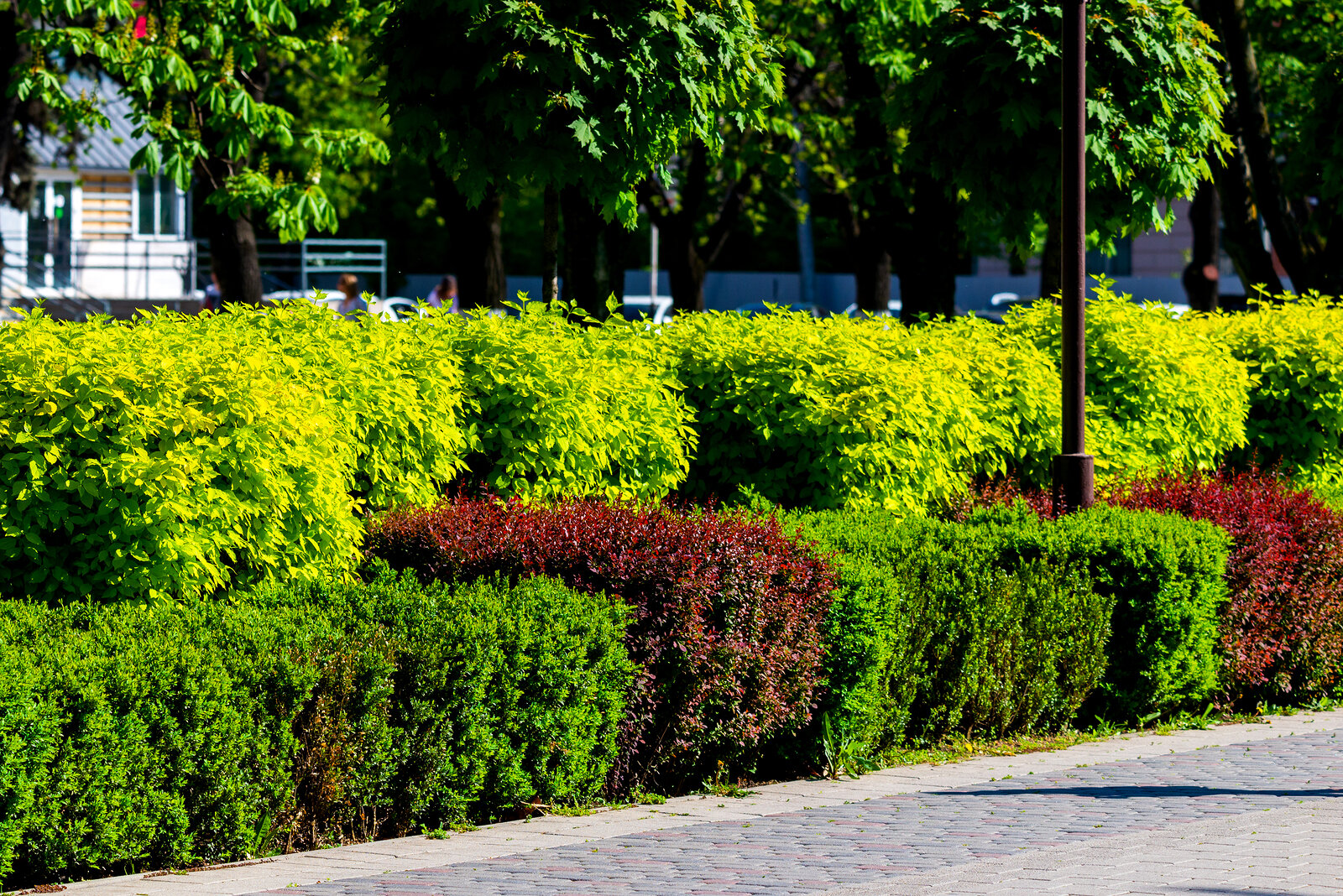 Walk Your Property and Assess Your Shrubs