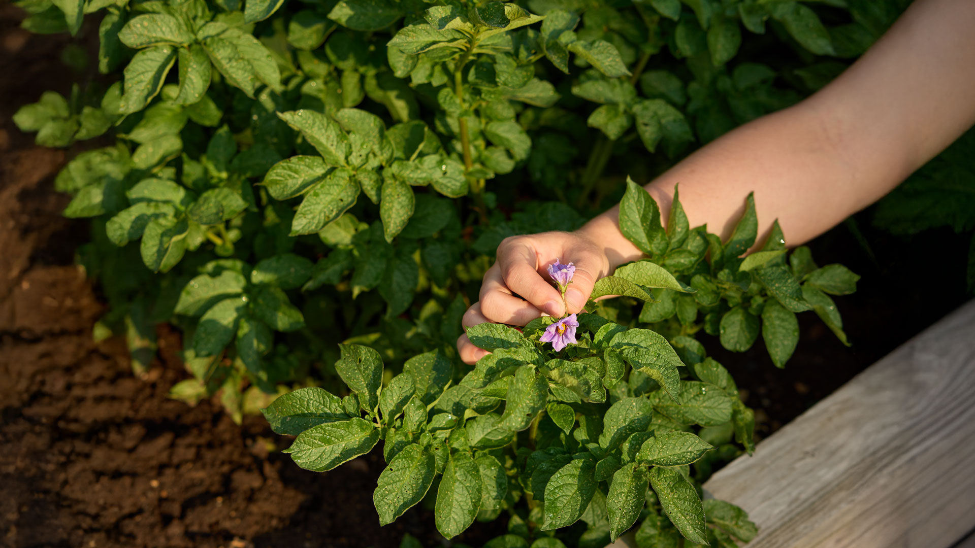 Pinching Annuals for Fuller Growth