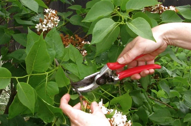 Best Time to Prune Lilacs in New Hampshire