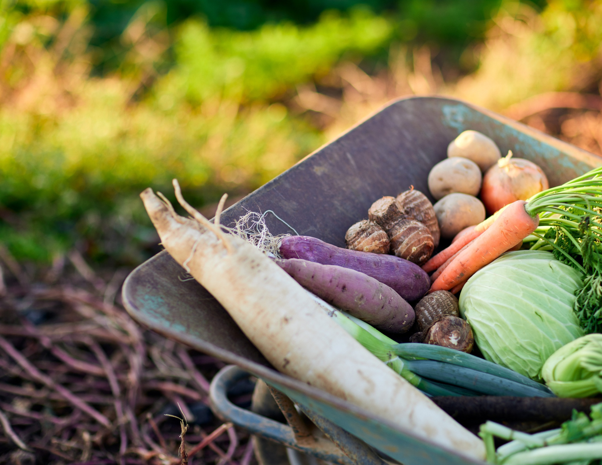 When to Start Brassicas Indoors in Zone 6b