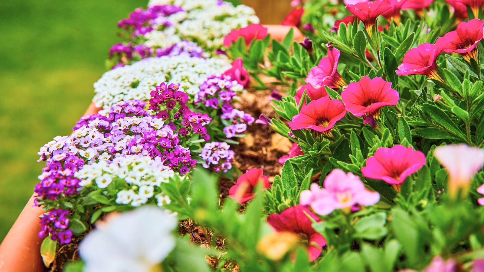 Feeding Annuals for Continuous Bloom