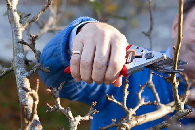 What to Prune Now Around Portsmouth Properties