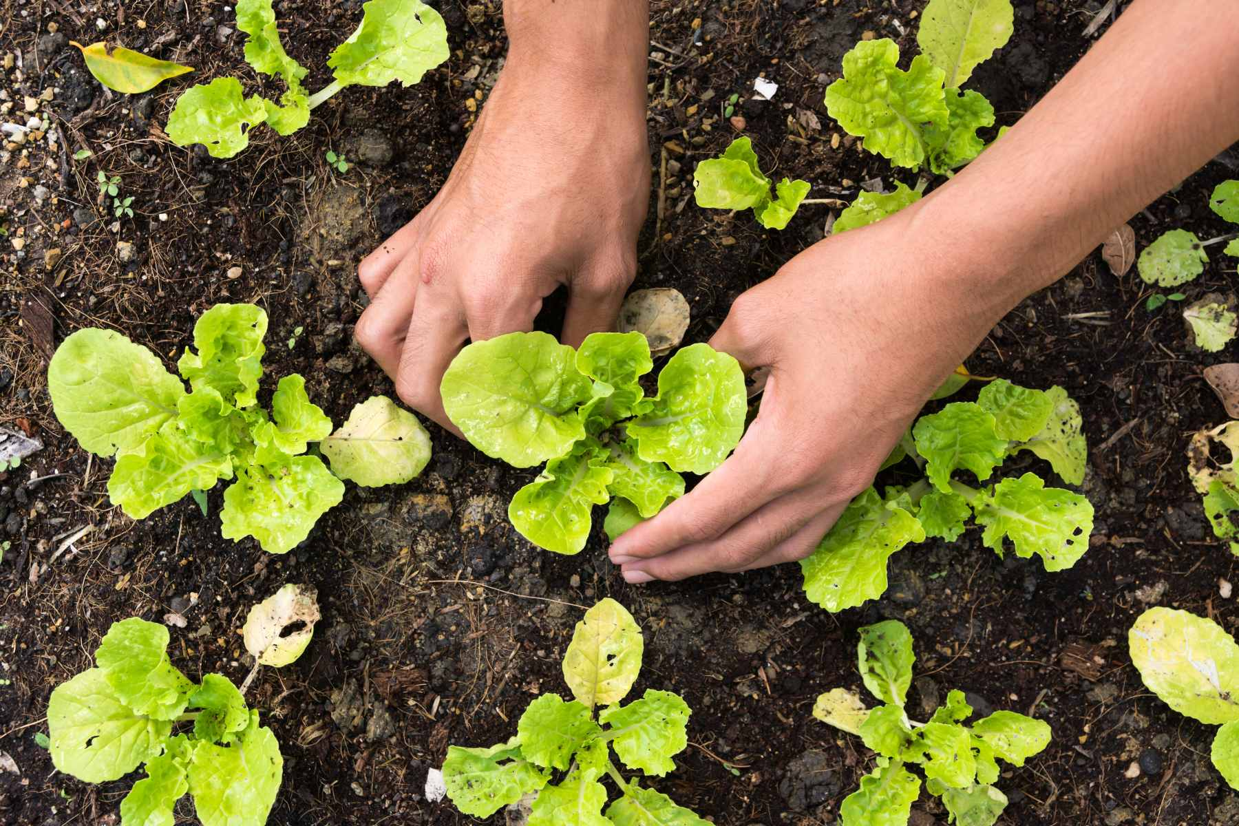 Practical and Plant-Friendly Pest Control for Seacoast Gardens in North Hampton, NH