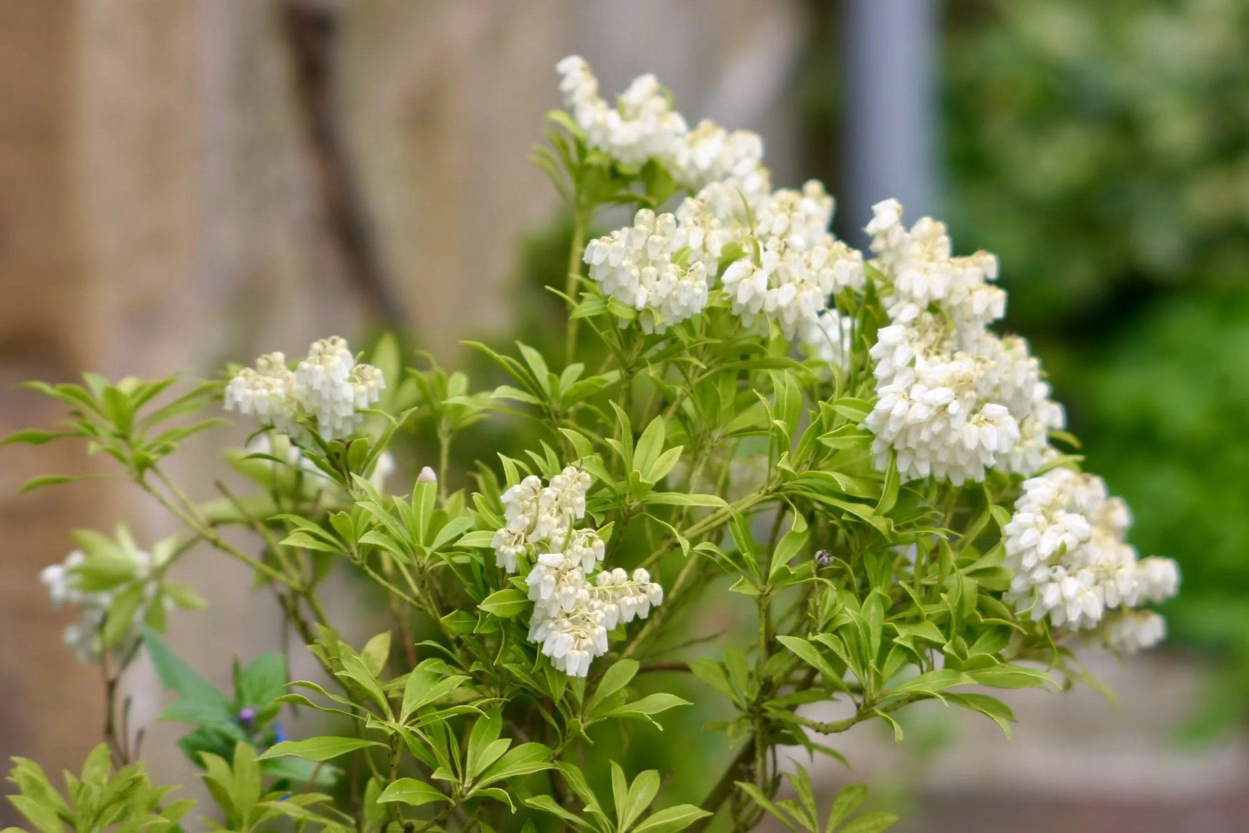 Which Perennials Respond Well to This Treatment