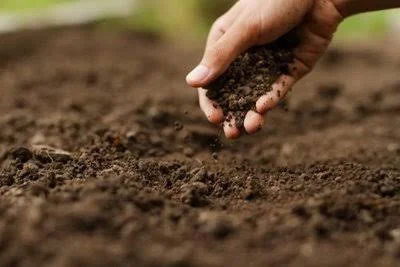 What Portsmouth Soil Is Actually Working Against