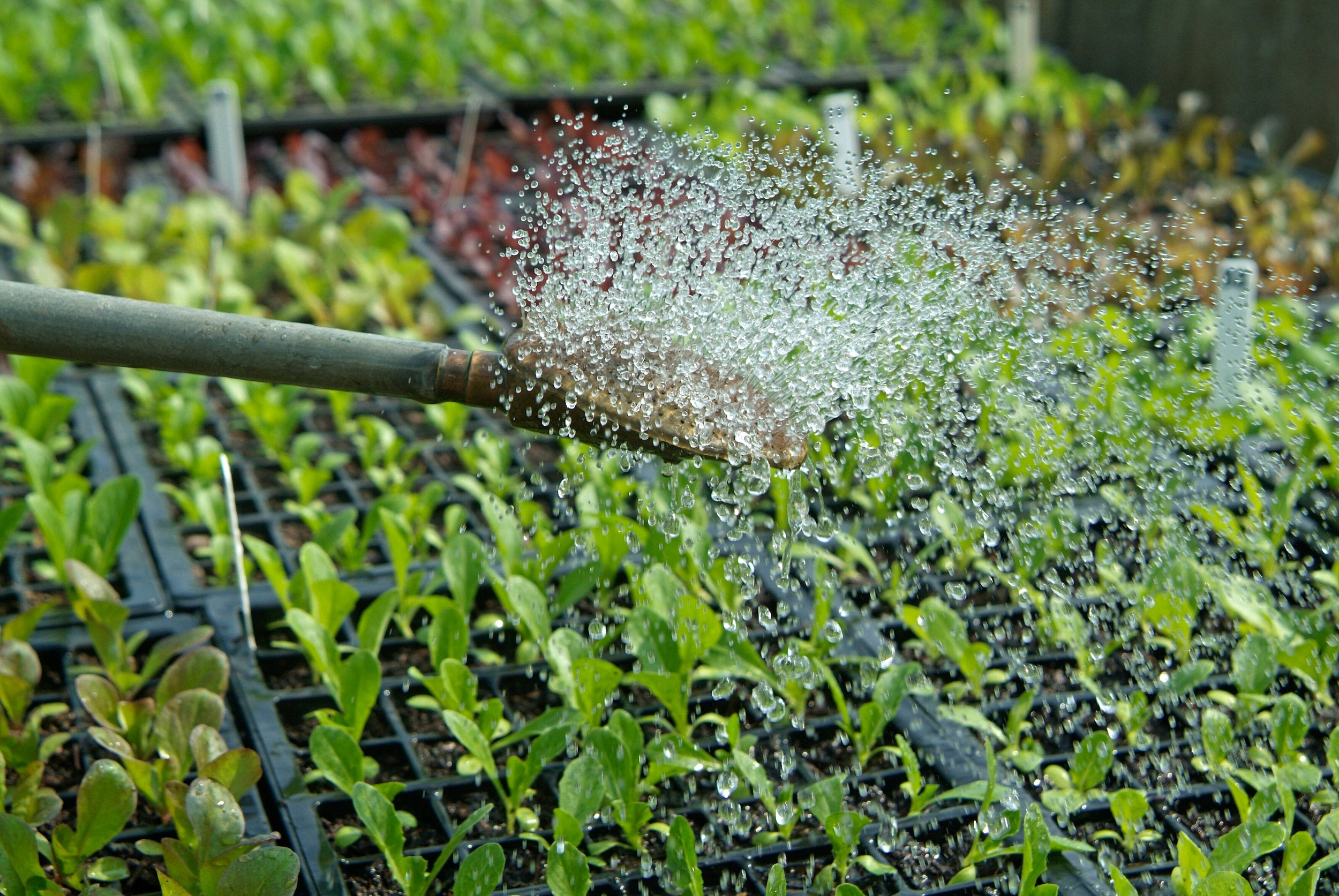 drip irrigation Water Deeply, Not Frequently