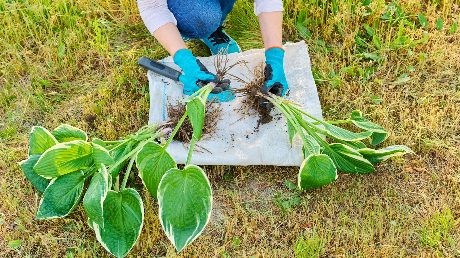 Dividing Perennials: Which Plants to Split and When