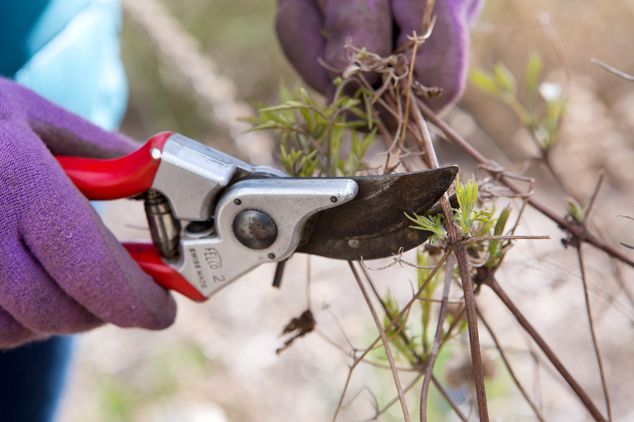 Shrubs That Benefit From Dormant Pruning