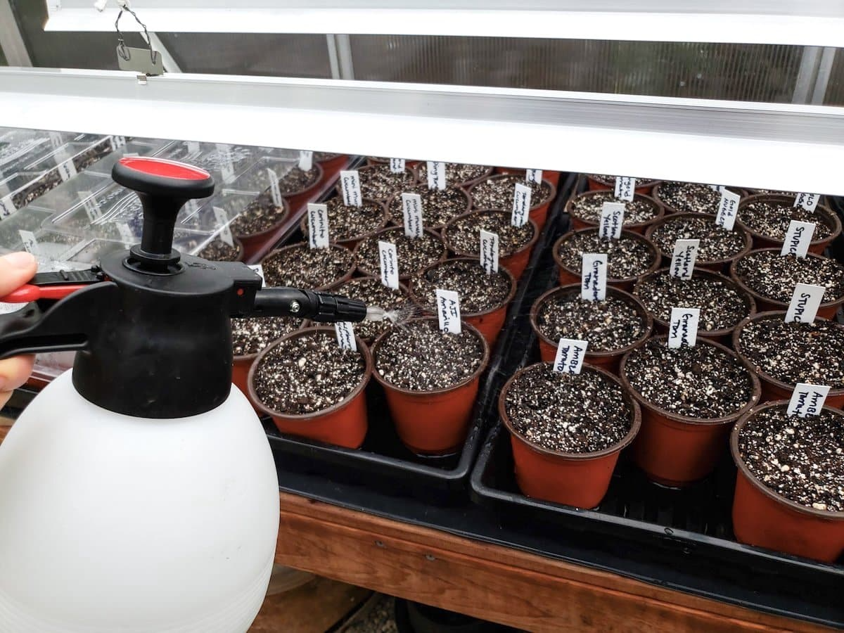 Choosing the Right Seeds to Start Indoors