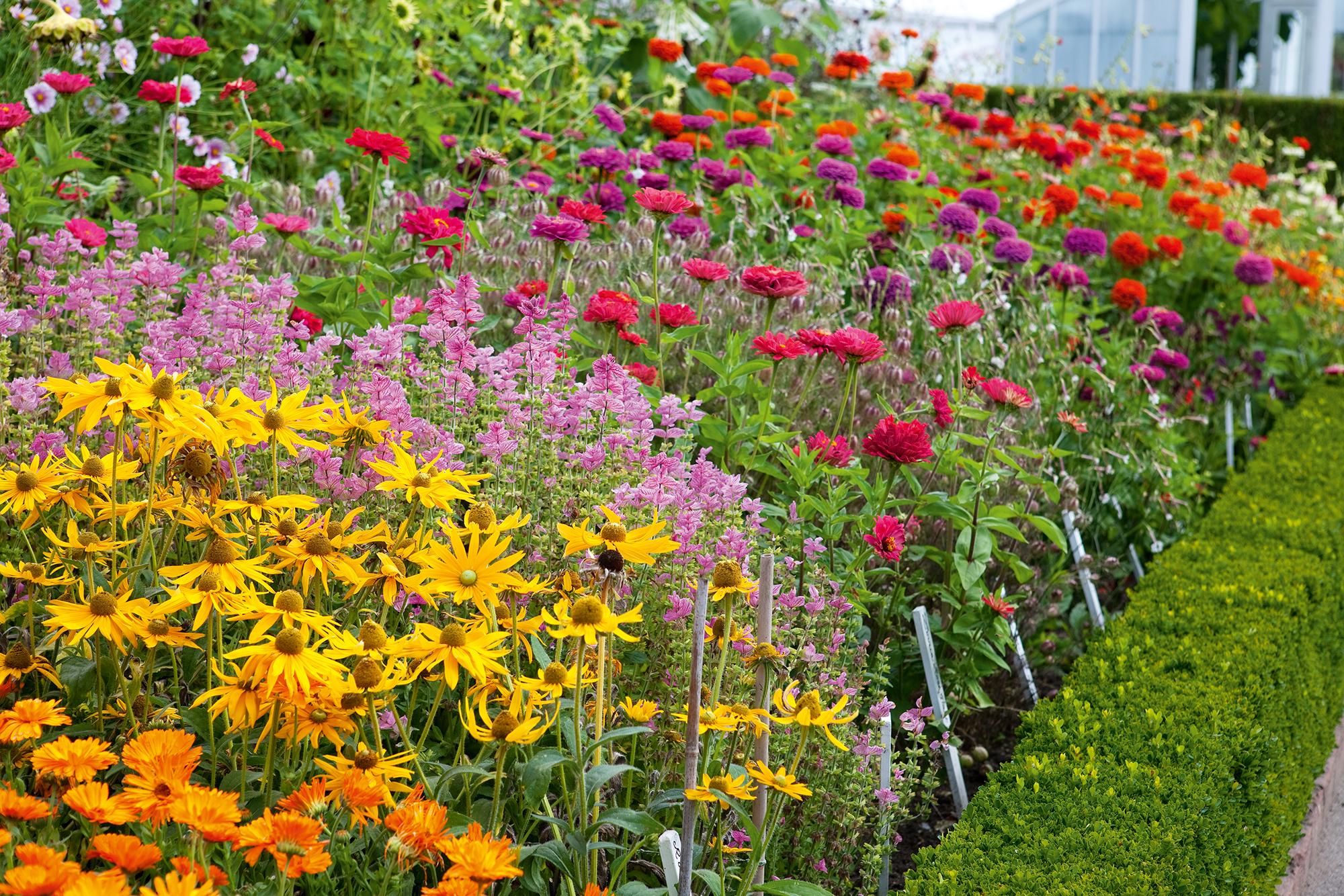 Designing a Cutting Garden: Early Planning for Summer Blooms
