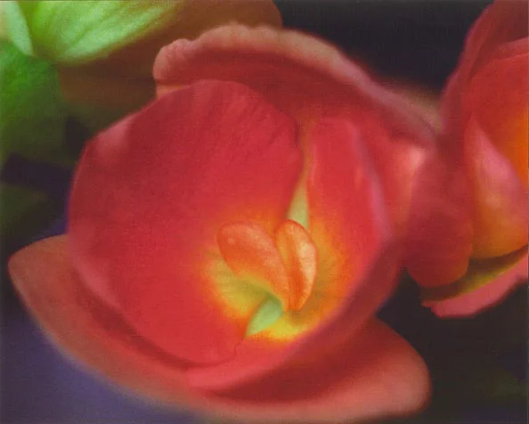 redheart-flower.jpg