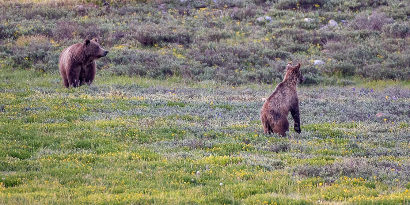 Bears at Pilgrim Creek Road