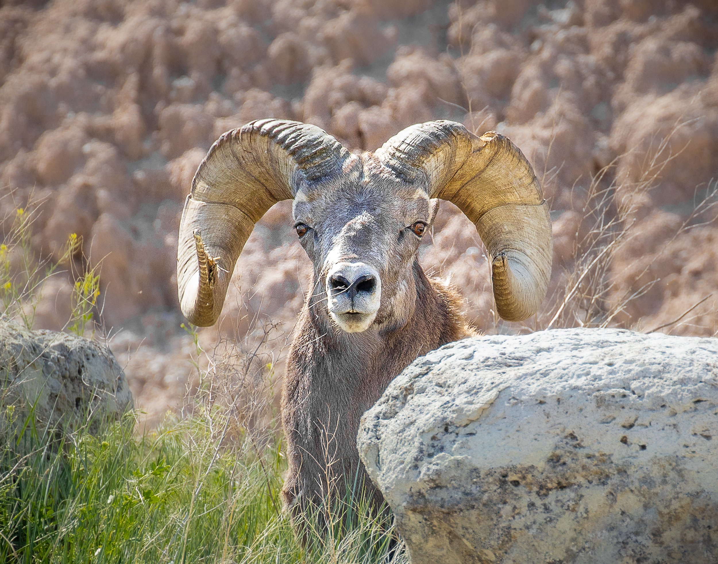 Big Horn Stare