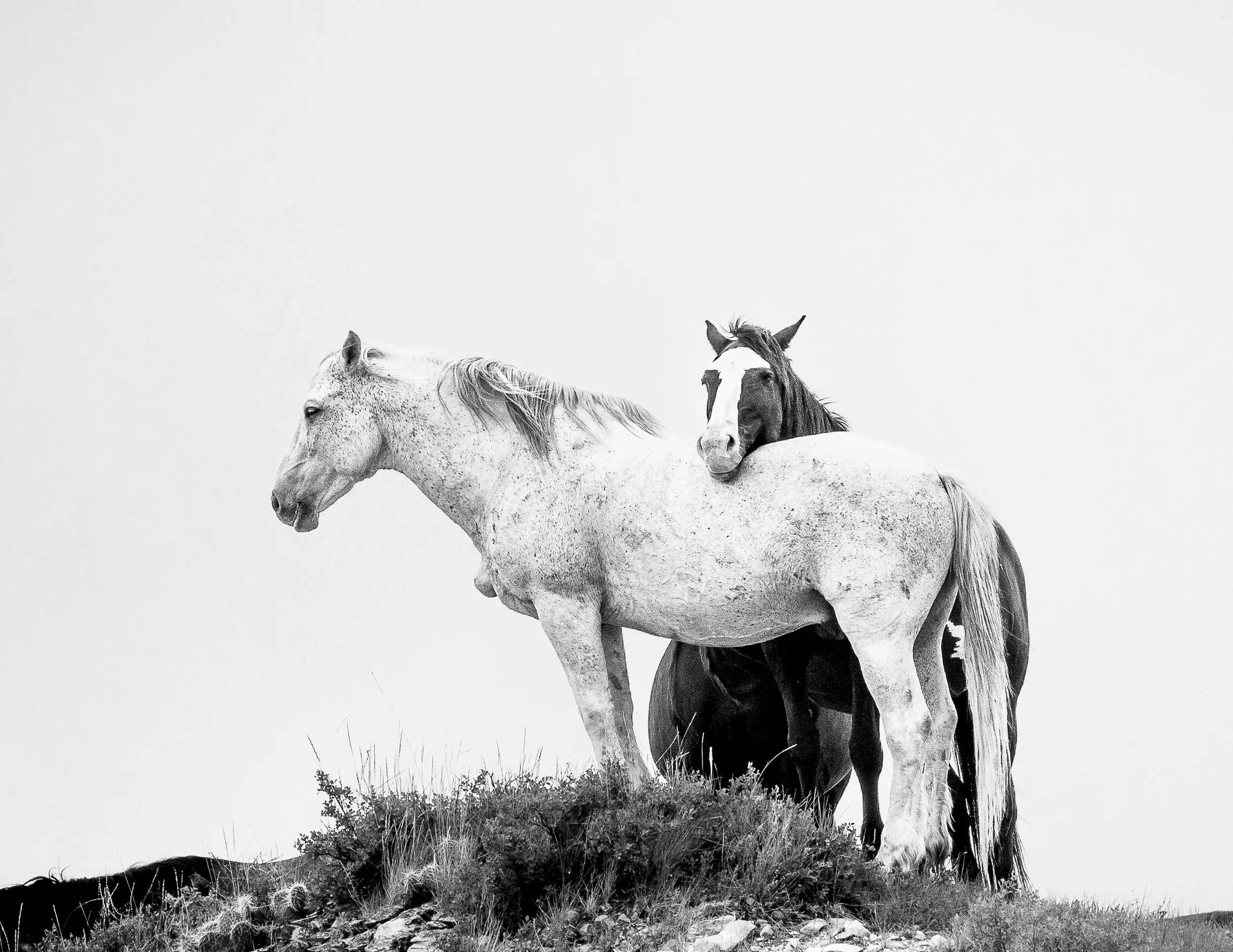 Black and white image of a white horse standing on a hill with a brown horse resting its head on the white horse's back.