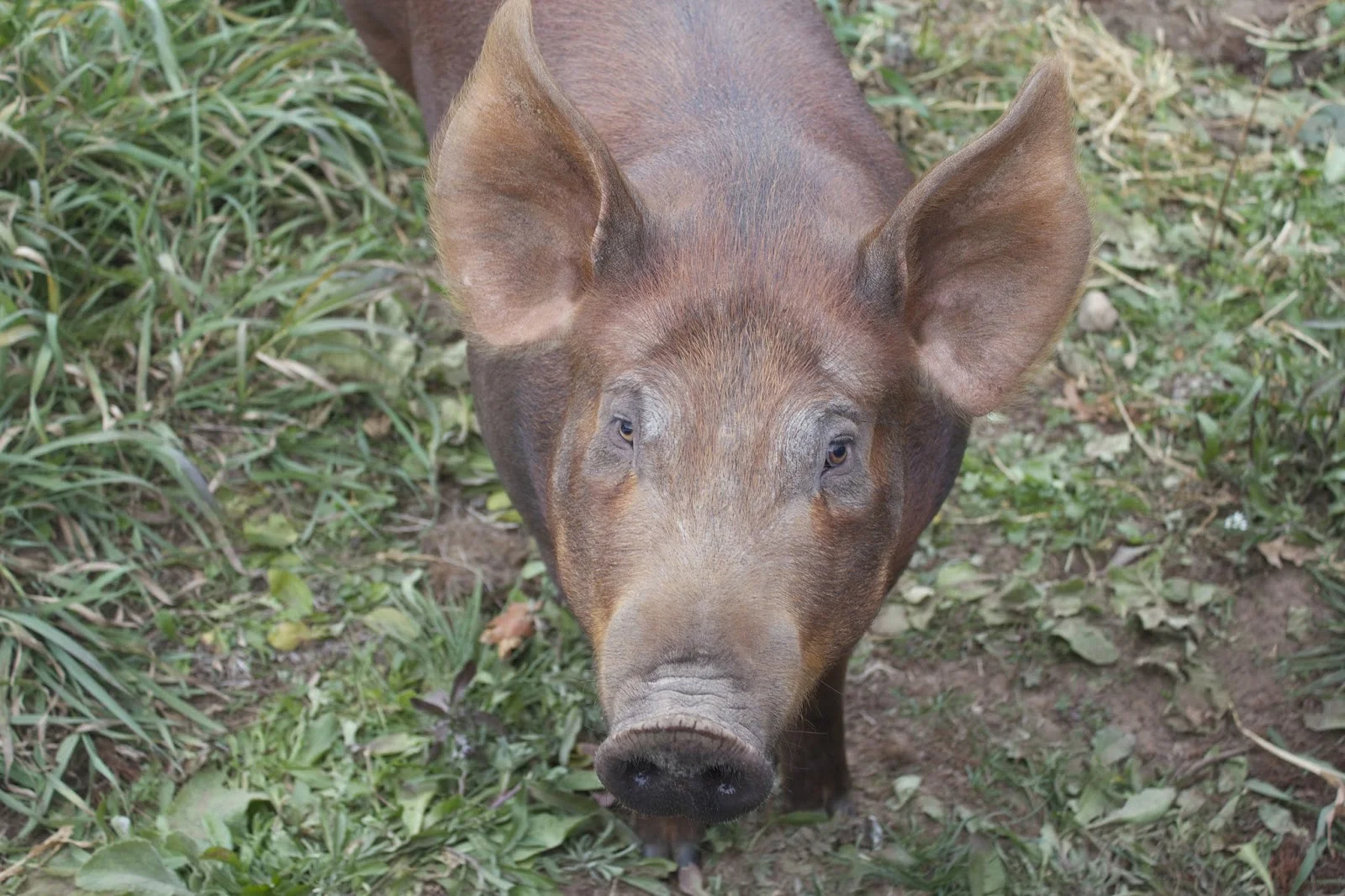 2018 PORK SHARES AVAILABLE FOR PRE-ORDER