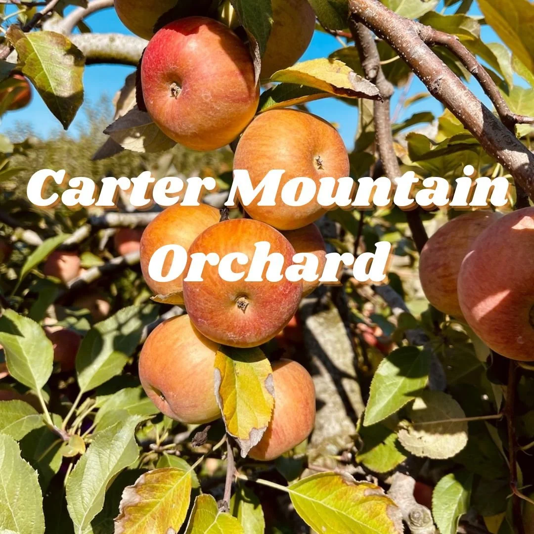 Apple picking at Carter Mountain