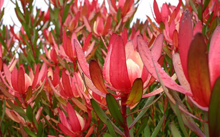 Leucadendron - Sunset