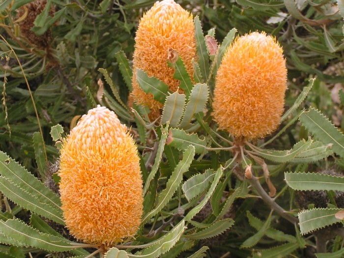 Burdett's Banksia