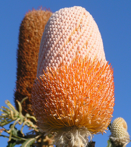 Acorn Banksia