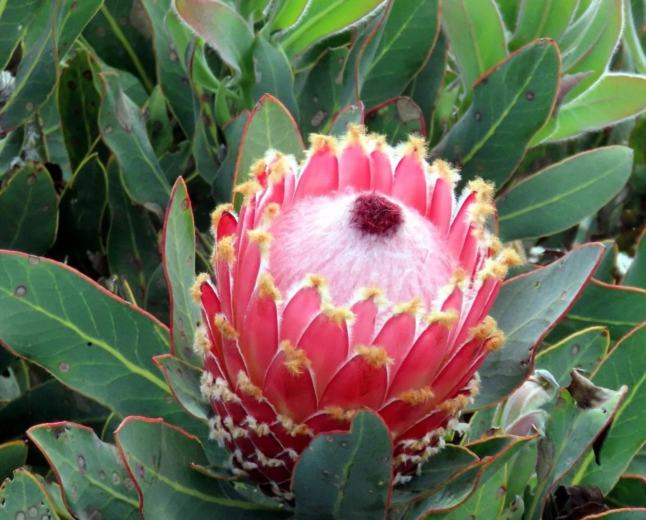 Our Flowers — Golden Hawk Protea