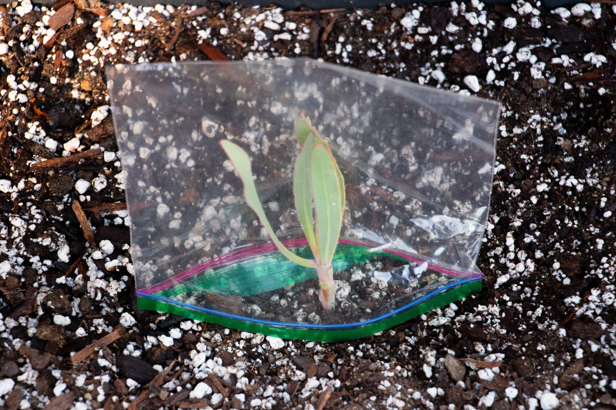 How to Plant Protea — Golden Hawk Protea