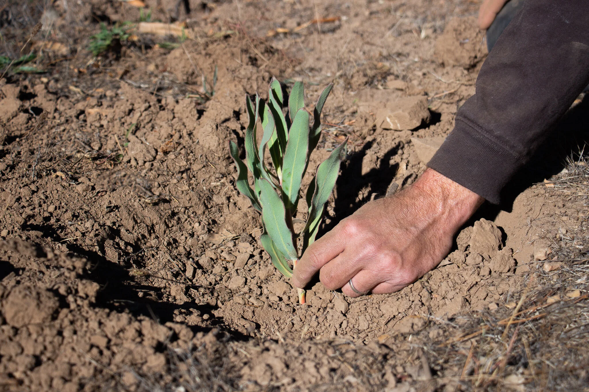 How to Plant Protea — Golden Hawk Protea