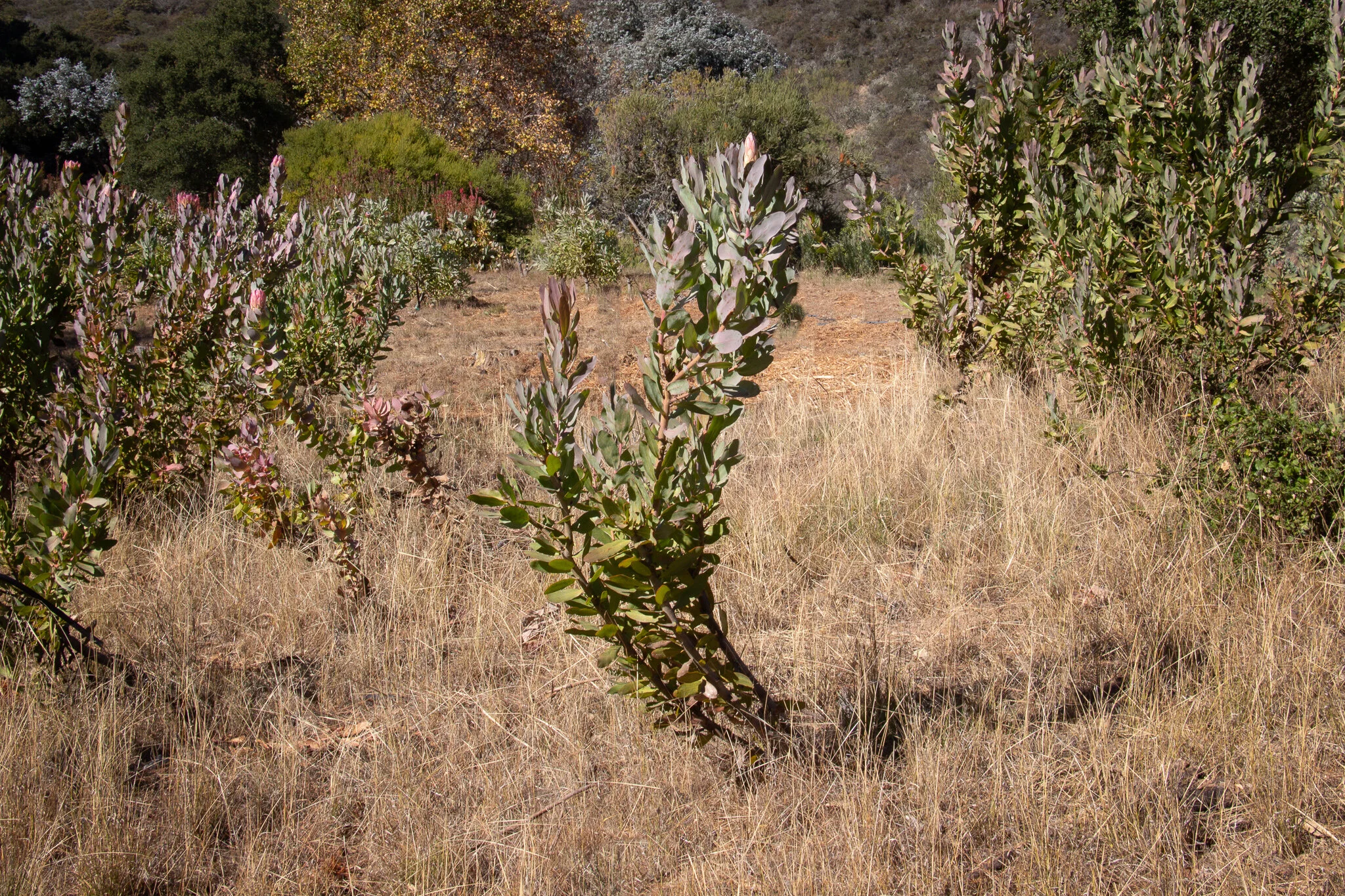 How to Prune Protea — Golden Hawk Protea