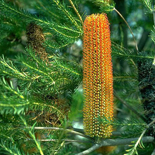 Heath Banksia