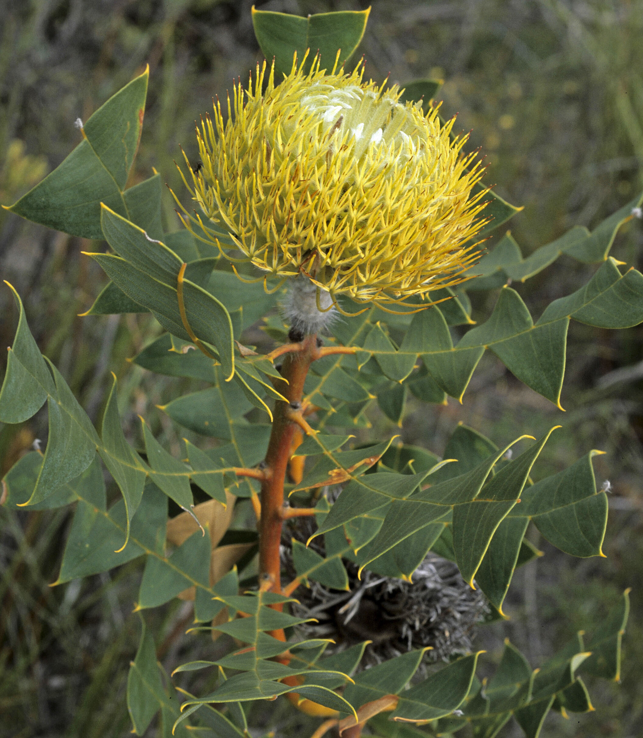 Bird's Nest Banksia