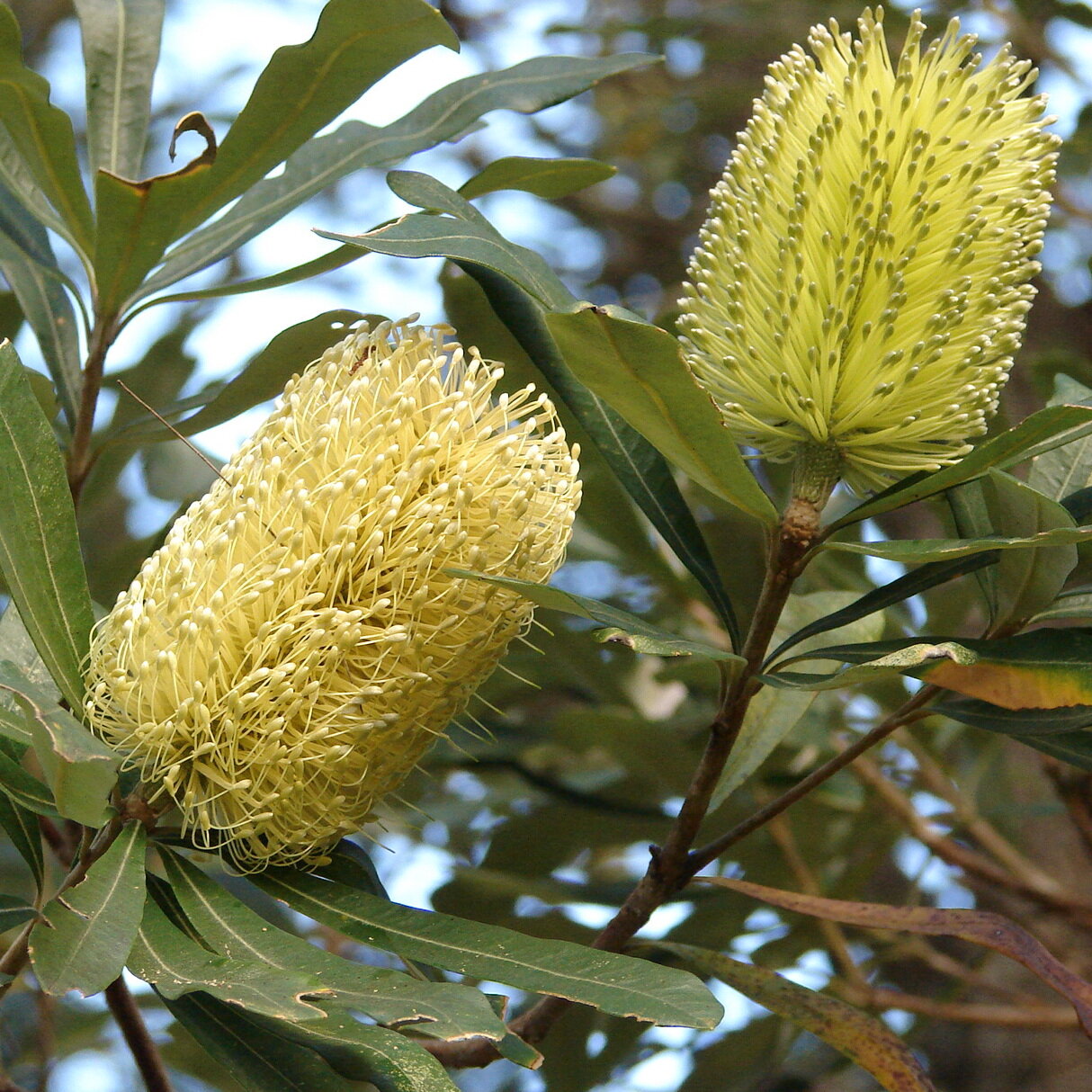 Coastal Banksia