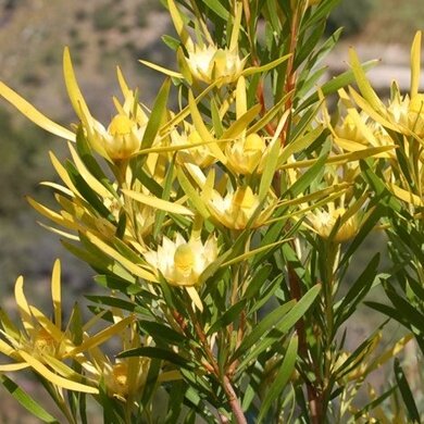 Eucalyptfolium