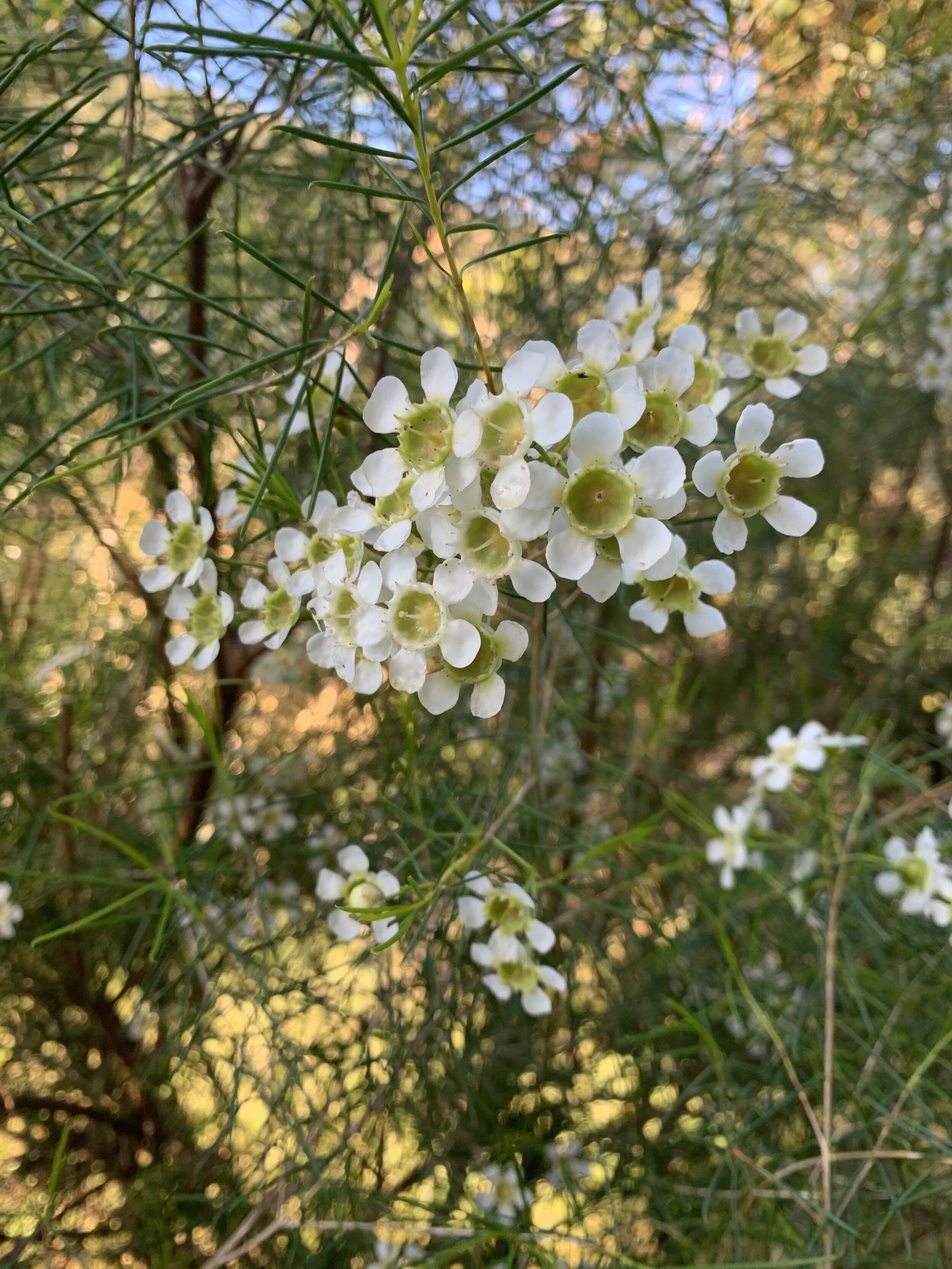 Waxflower | White