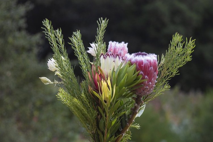 Bouquet of the Week