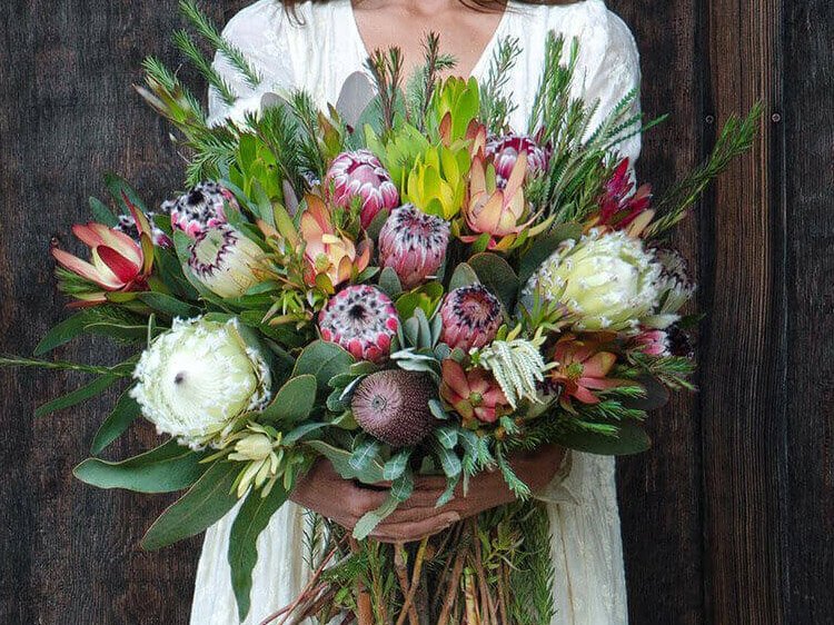 A Guide to Seasonal Protea Flowers