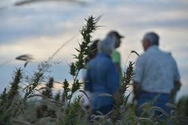 hemp consult.jpeg
